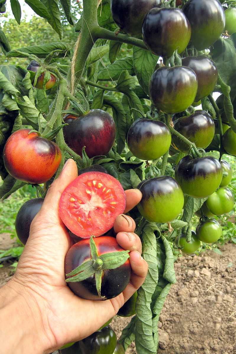 Технология выращивания томата «индиго роуз» для новичков и опытных фермеров