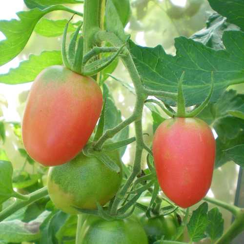 Томат "де барао розовый": характеристика и описание сорта, как выращивать помидоры