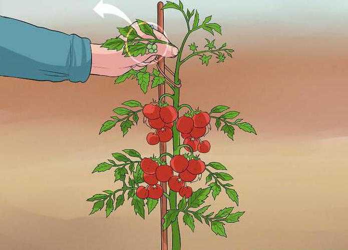 Пасынкование томатов: пошаговая инструкция, фото