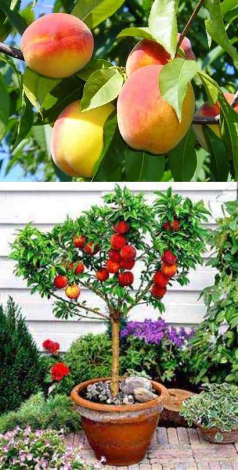 Персик из косточки: сорта, выращивание и уход