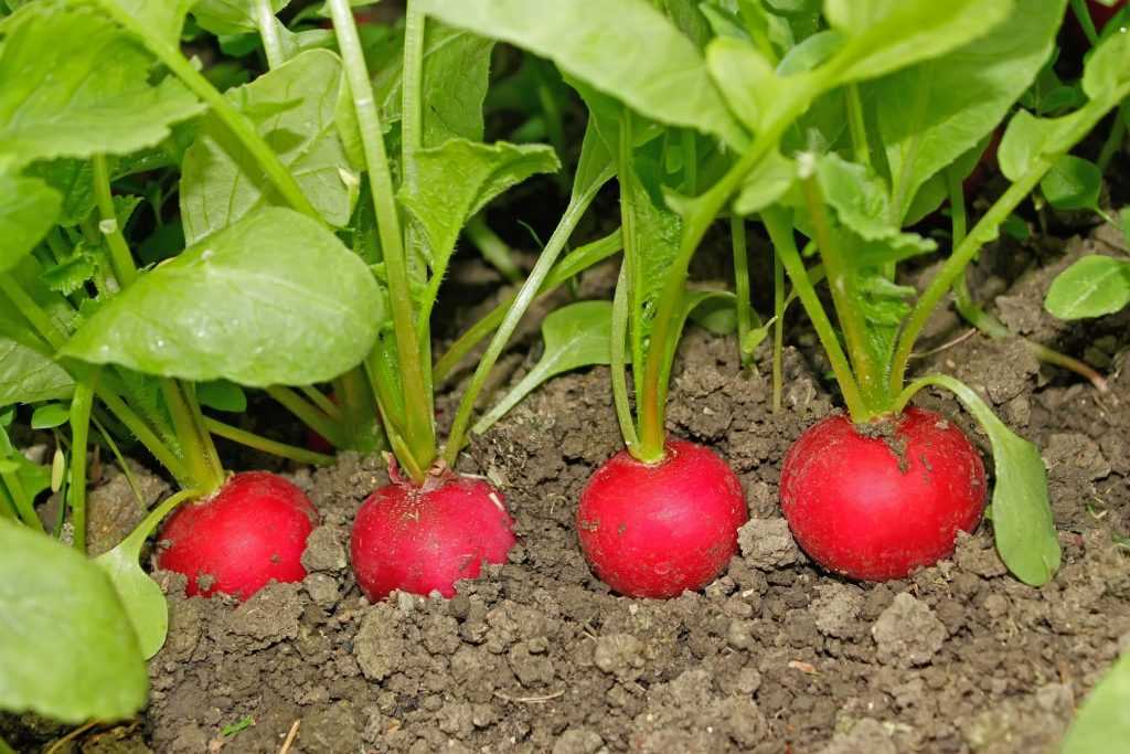 Как правильно посадить редис весной в теплице с отопления и без него — советы огородникам