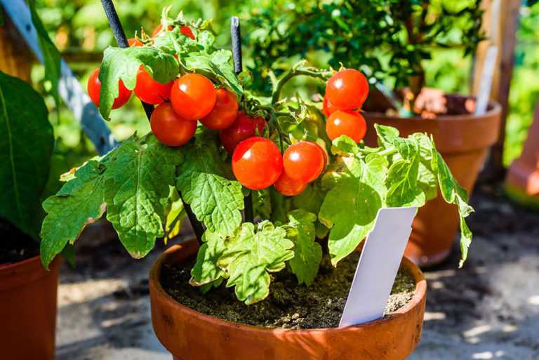 Как вырастить помидоры: агротехника возделывания хороших томатов правильно от а до я, а также секреты, как лучше осуществлять уход для получения большого урожая
