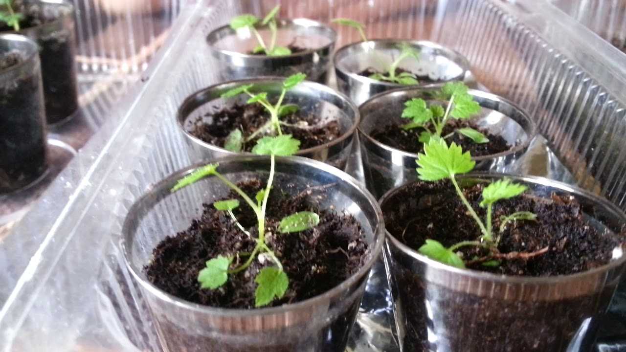 Как вырастить малину из семян в домашних условиях: правила посадки, уход