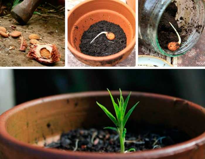 Как вырастить персик из косточки на даче: посадка и уход