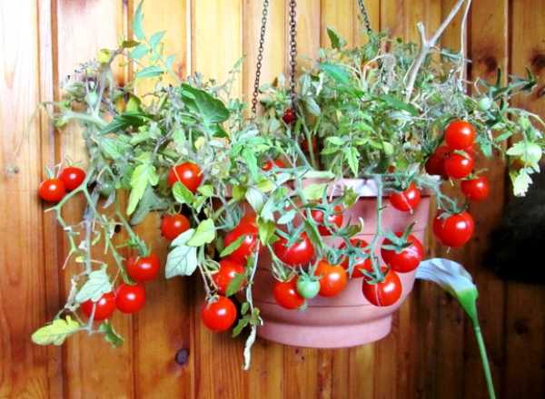 6 необычных способов выращивания томатов от наших читателей