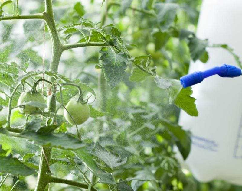 Как правильно подкормить томаты борной кислотой и получить отличный урожай