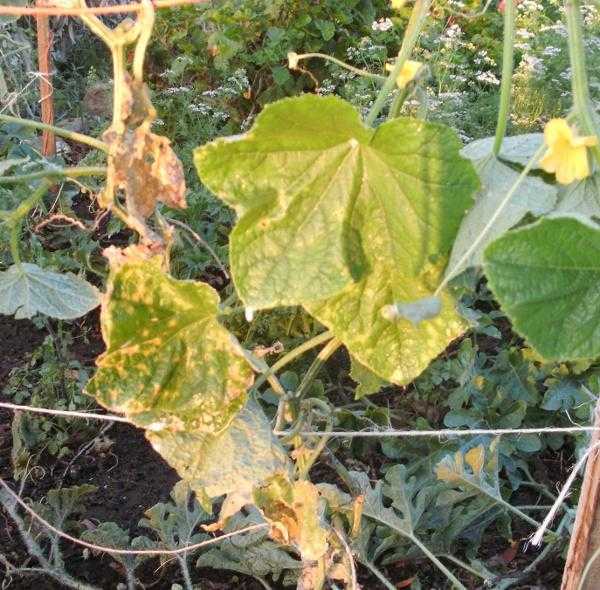 Причина белых листьев у огурцов: почему и что делать с пятнами, лечение