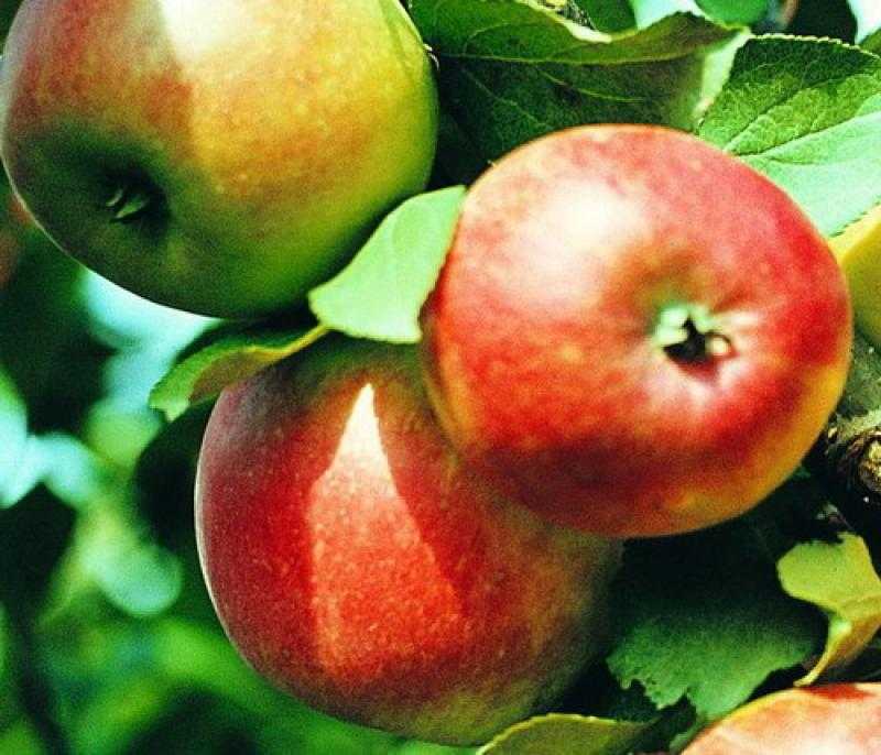 Яблоня позднего осеннего сорта алеся