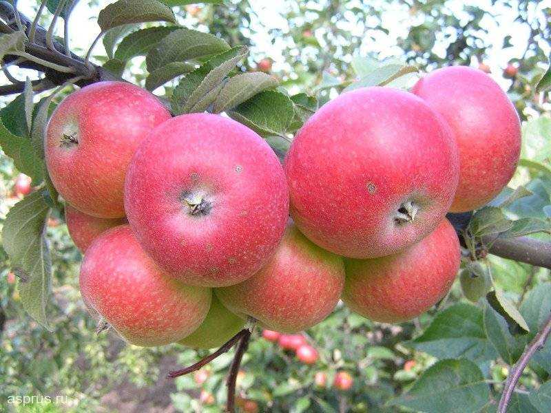 О яблоне память тихомирова: описание и характеристики сорта, уход и выращивание