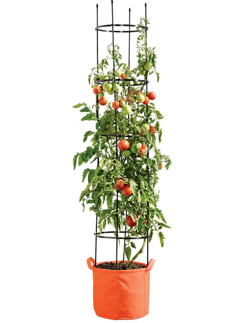 Выращивание томатов в горшках: плюсы и минусы огорода над землей, а также как выбрать подходящие сорта помидоров для посадки и каким образом получить хороший урожай?