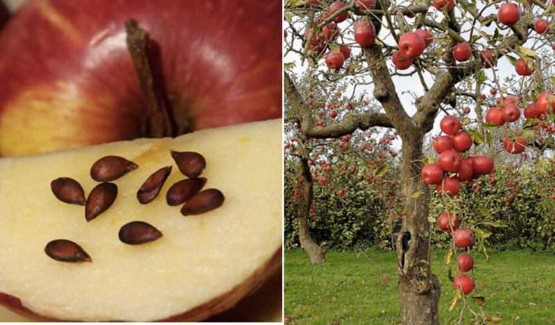Как вырастить яблоню из семечка шаг за шагом