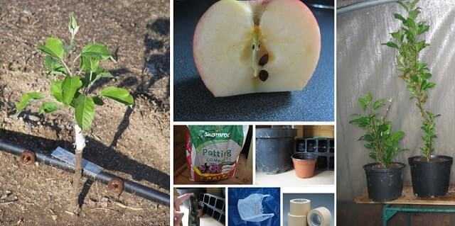 Как вырасти яблоню из семечка в домашних условиях — пошаговая инструкция