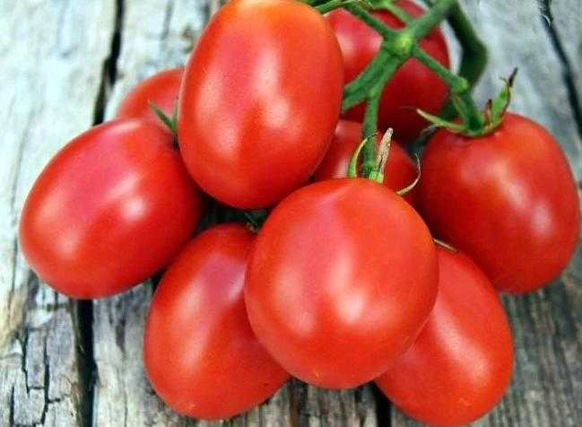 Сорт томата «де барао розовый»: описание, характеристика, посев на рассаду, подкормка, урожайность, фото, видео и самые распространенные болезни томатов