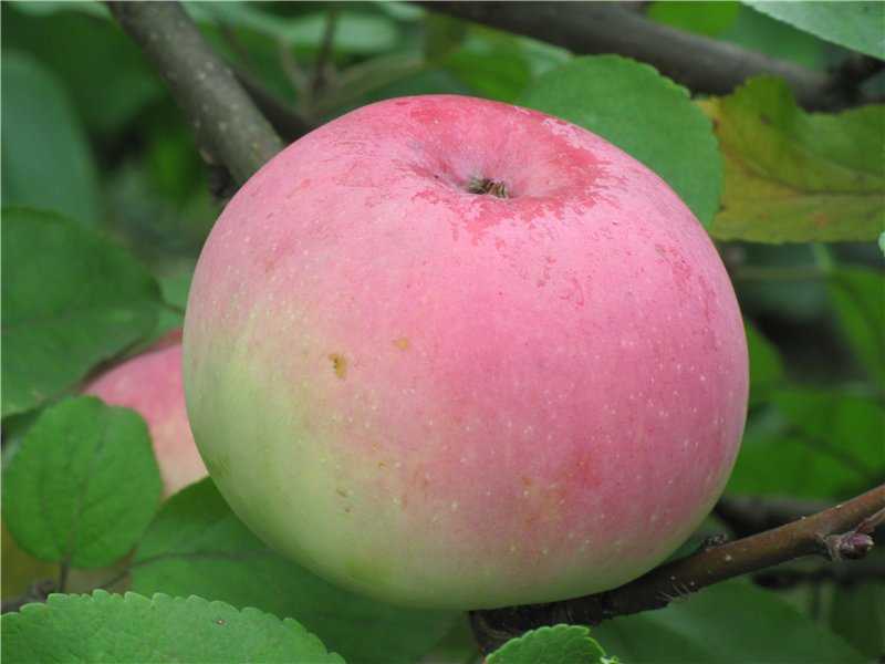 Особенности посадки и ухода за яблоней сорта вербное