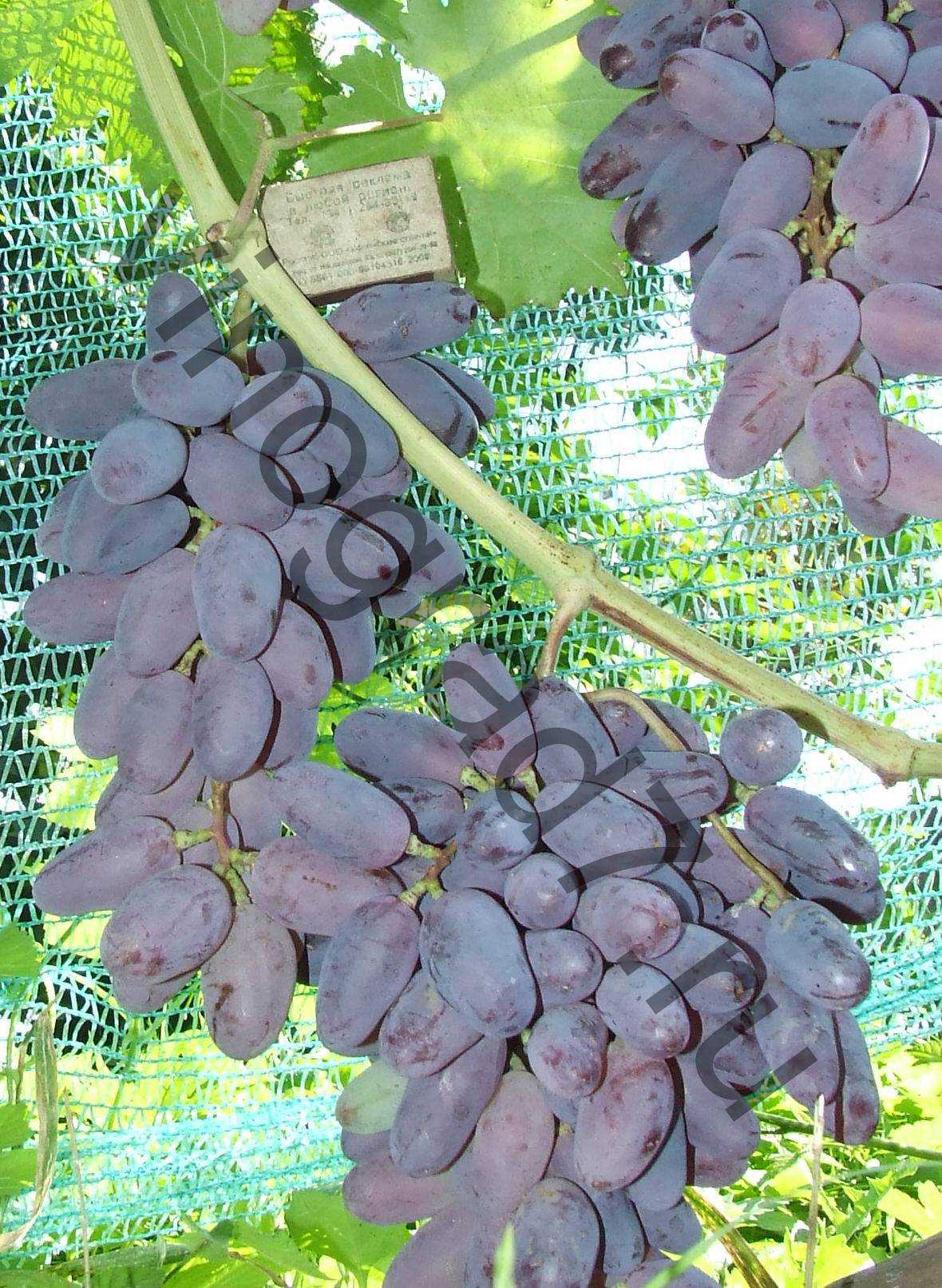 Сорт винограда Эталон