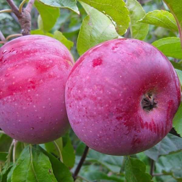 Яблоня алеся — описание сорта