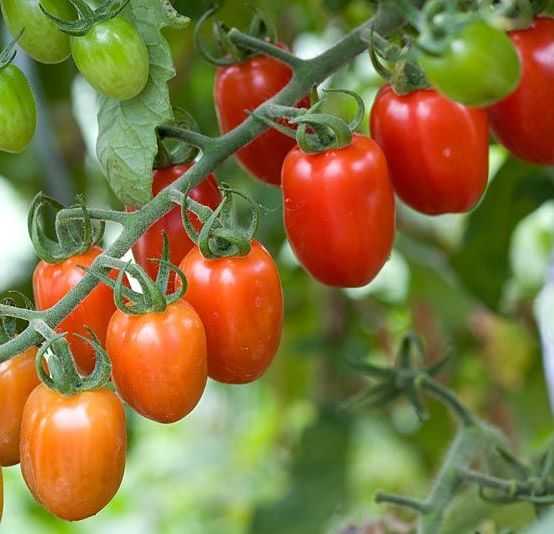 Сибирская тройка — штамбовый сладкоплодный томат для всех регионов