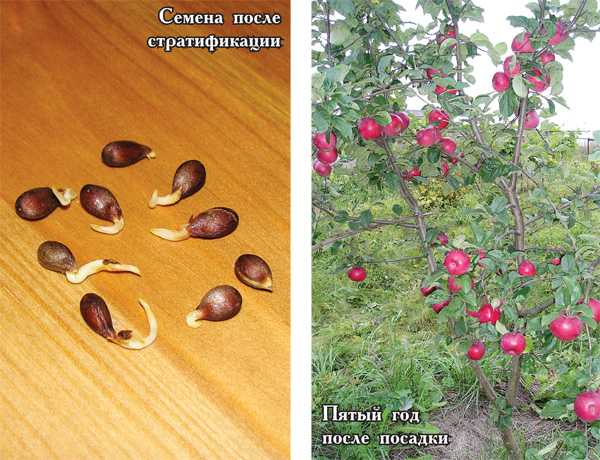Подробности о том, как вырастить яблоню из семечка в домашних условиях