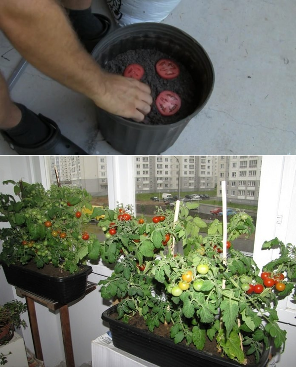 Как вырастить помидоры дома: как посадить комнатные томаты в горшке в условиях квартиры или на лоджии, можно ли это делать зимой, а еще пошаговая инструкция процесса