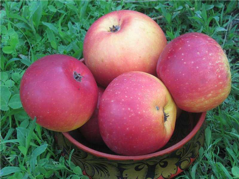 Яблоня «алеся»: описание сорта, фото и отзывы