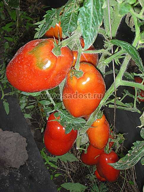 Сорт томата сибирская тройка