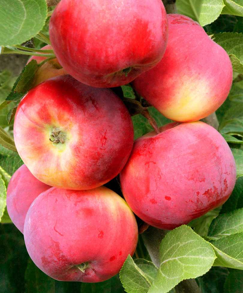О яблоне юбиляр: описание сорта, характеристики, агротехника, выращивание