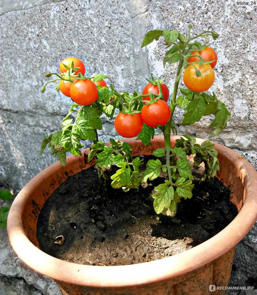 Как вырастить помидоры дома: как посадить комнатные томаты в горшке в условиях квартиры или на лоджии, можно ли это делать зимой, а еще пошаговая инструкция процесса
