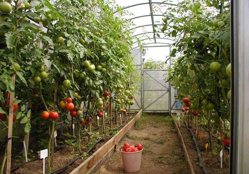 Как поливать помидоры в открытом грунте?