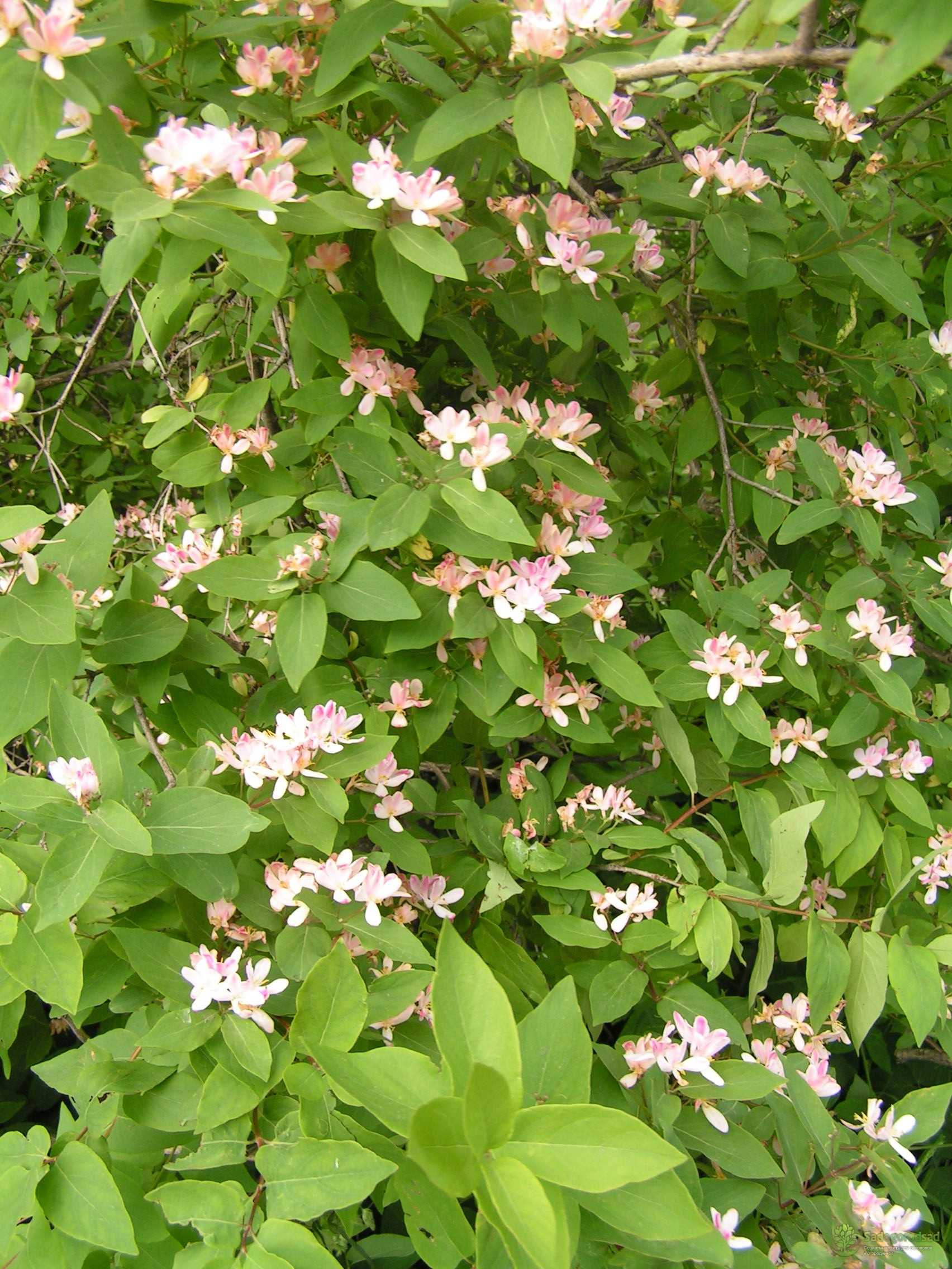 Lonicera tatarica жимолость Татарская