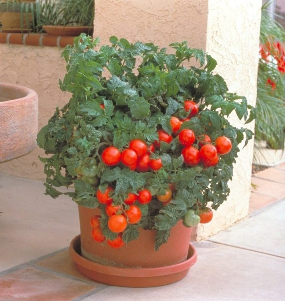 Можно сажать сразу два томата в горшке для выращивания на подоконнике
