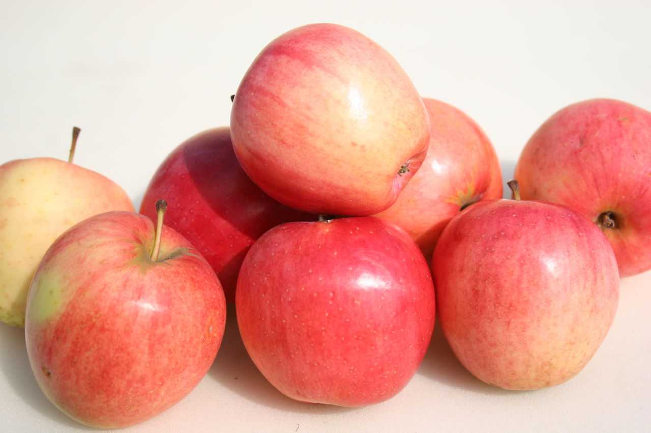 московские яблоки фото