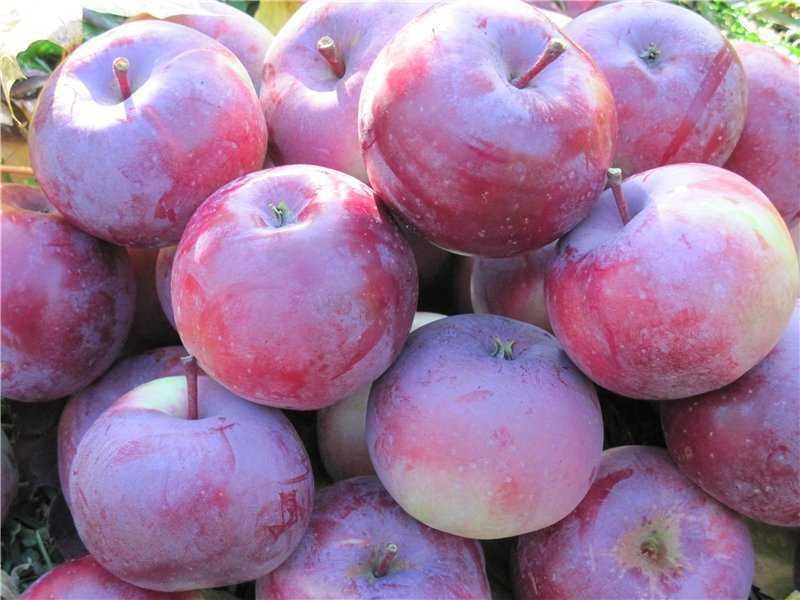 О яблоне Алеся: описание и характеристики сорта, уход и выращивание