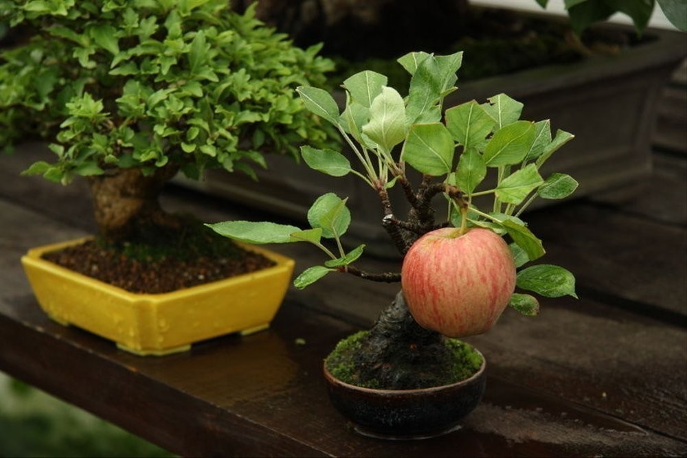 Как вырастить яблоню из семечка или ветки