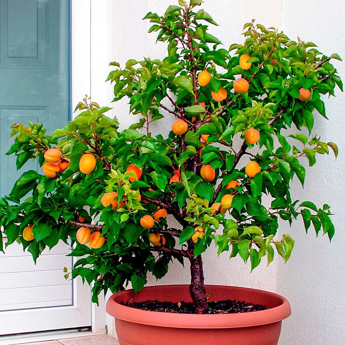 Как вырастить персик из косточки — уход, содержание и технология выращивания персика в домашних условиях (95 фото)