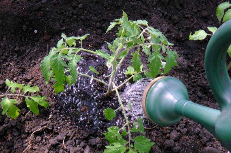 Правильный полив помидоров в теплице: описание, схема, фото и видео. надо ли поливать в период плодоношения