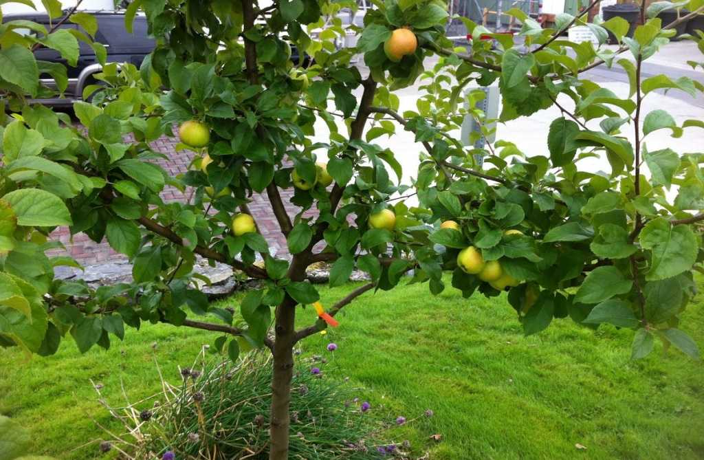 Узнаем, как выращивать яблоню из семечка: все для успешного опыта