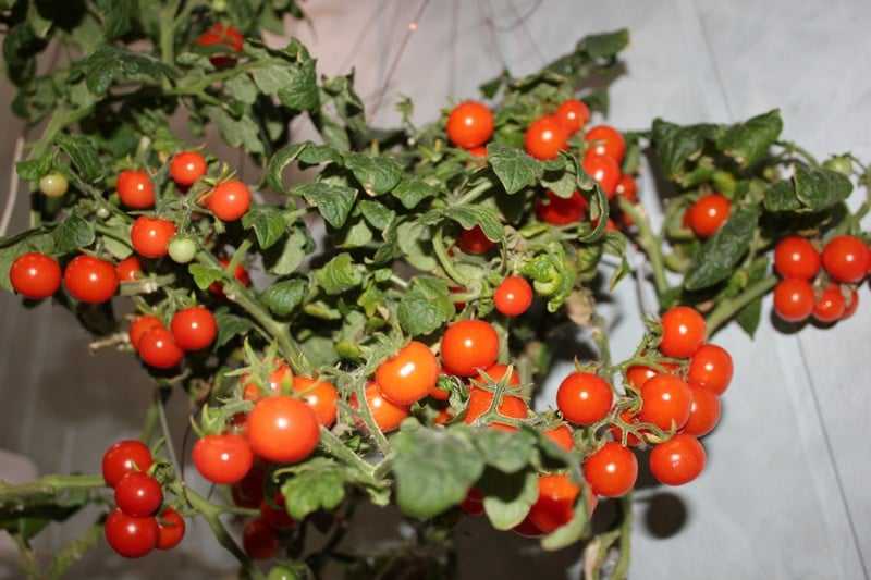 Как вырастить помидоры на подоконнике в квартире: пошаговая инструкция