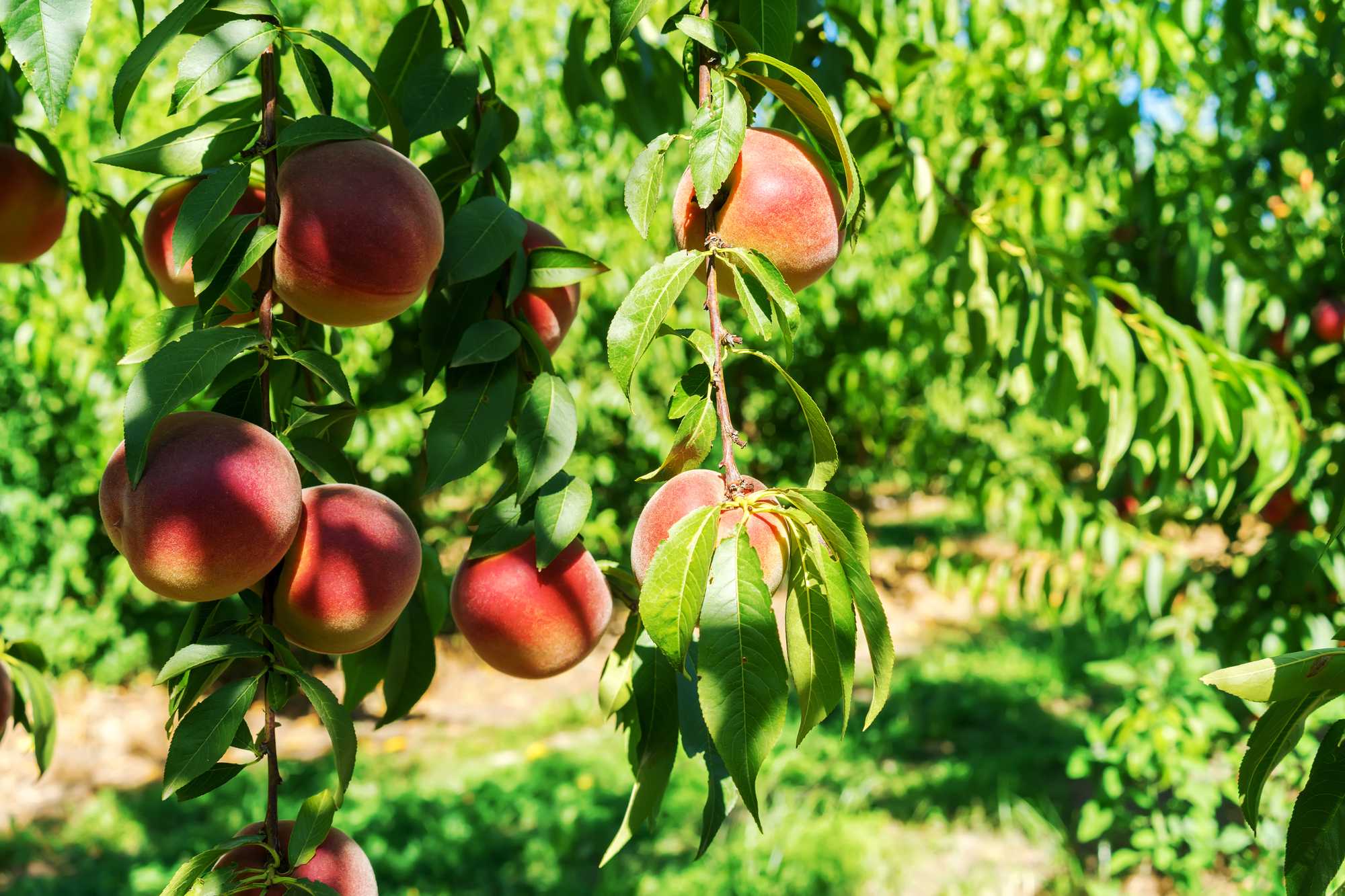 Нектарин - это гибрид персика и чего: как можно получить фрукт, какие ягоды надо скрестить