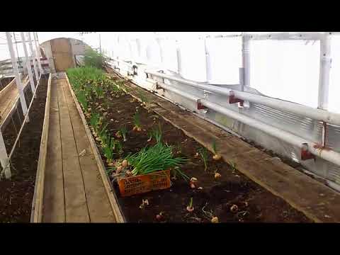 Редис в теплице весной без отопления, в том числе в сибири: как правильно посадить семена, а также как производить подкормку и дальнейшее выращивание?