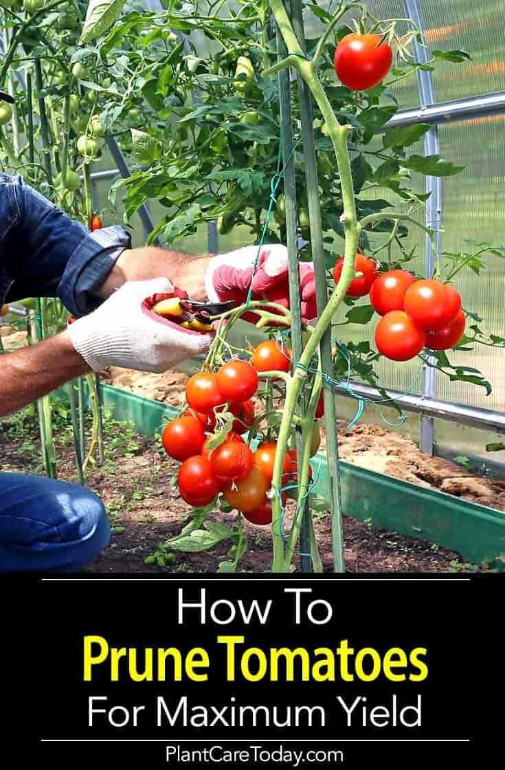 Обрезка помидоров в теплице – шаг к стабильному урожаю