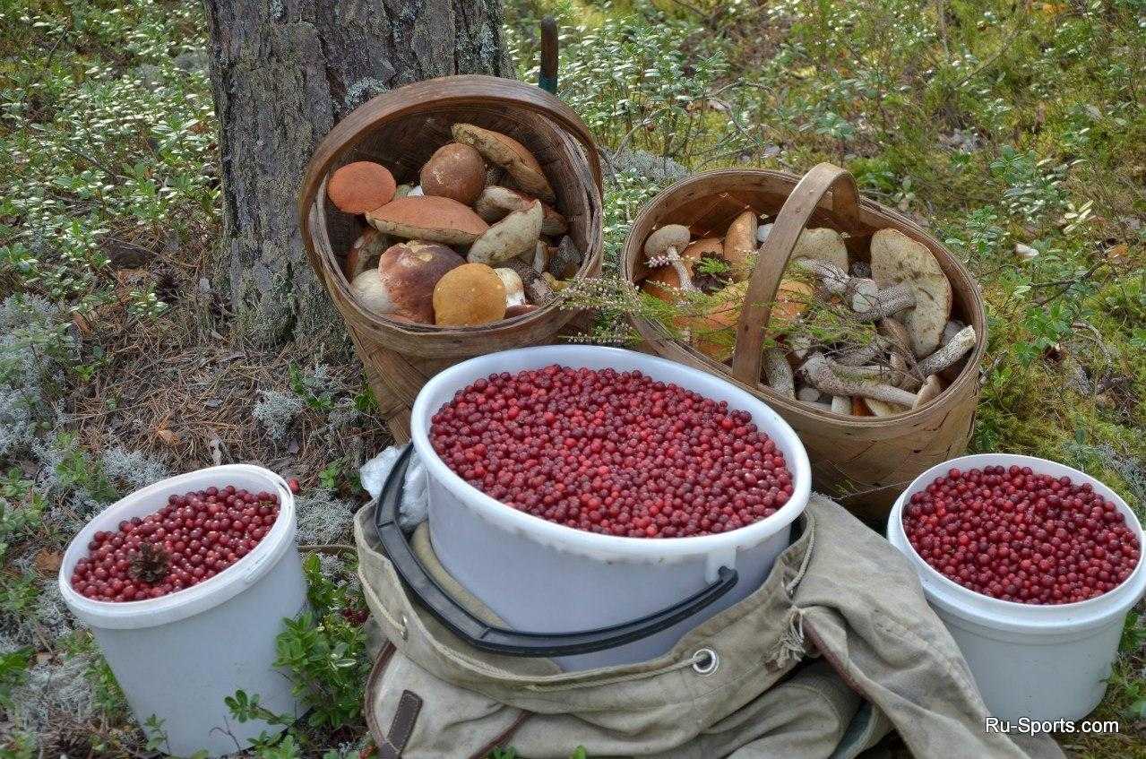 Собирательство грибов и ягод