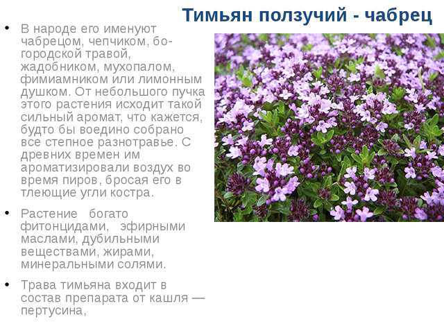 Польза и вред чабреца (тимьяна) | spicesguide.ru