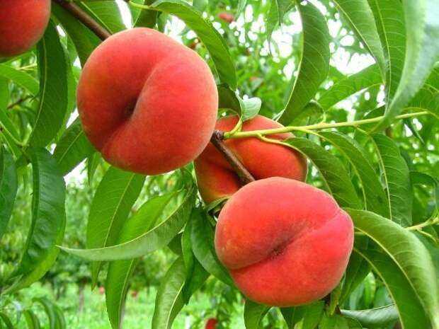 Особенности гибрида яблока с персиком