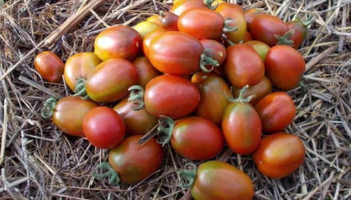 Де Барао: описание сорта томата, характеристики помидоров, посев