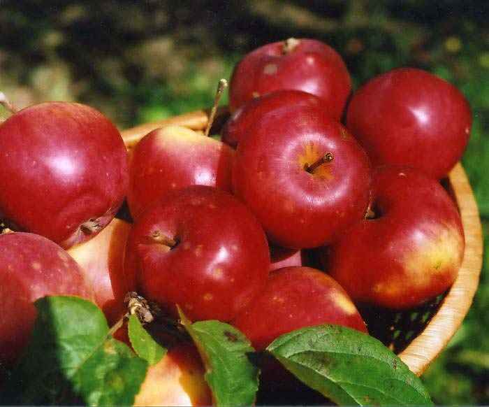 Сорт яблони солнышко — о пользе, красоте и лёгком уходе
