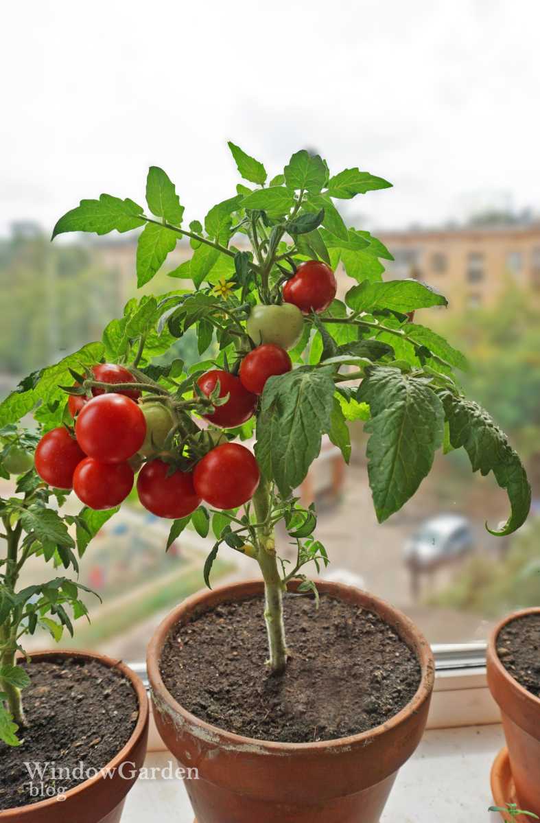 Рассада помидор в домашних условиях | топ огород