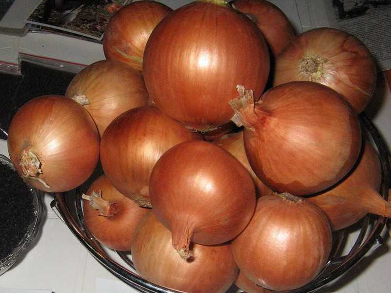 Onion Butts Com