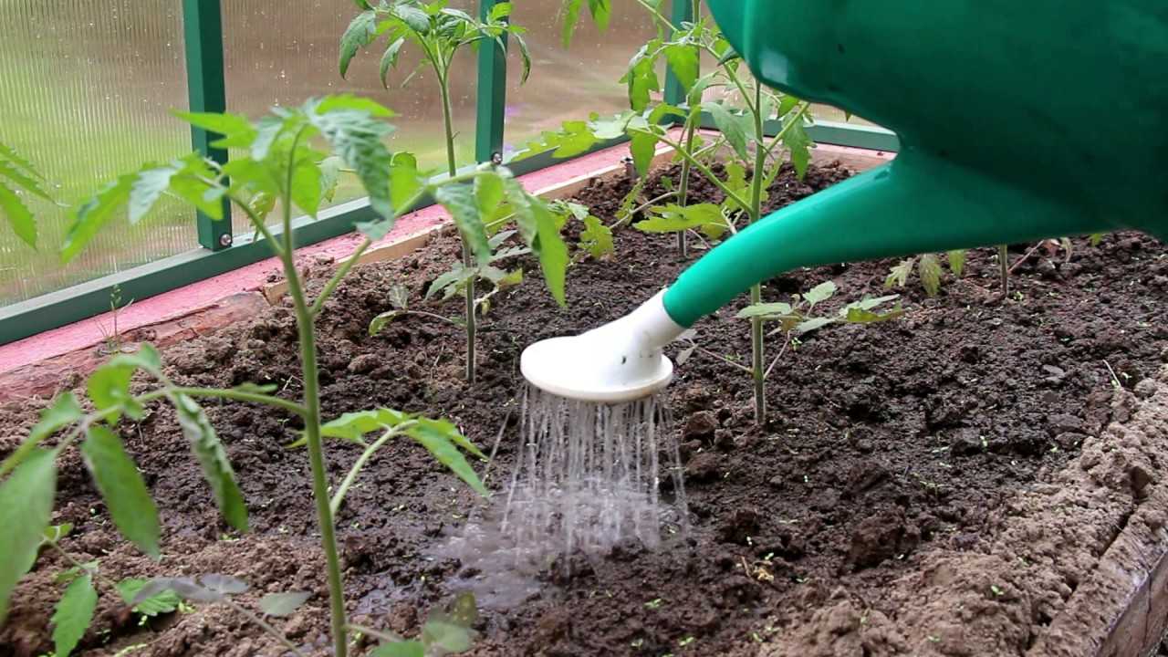 Как часто поливать помидоры в теплице из поликарбоната