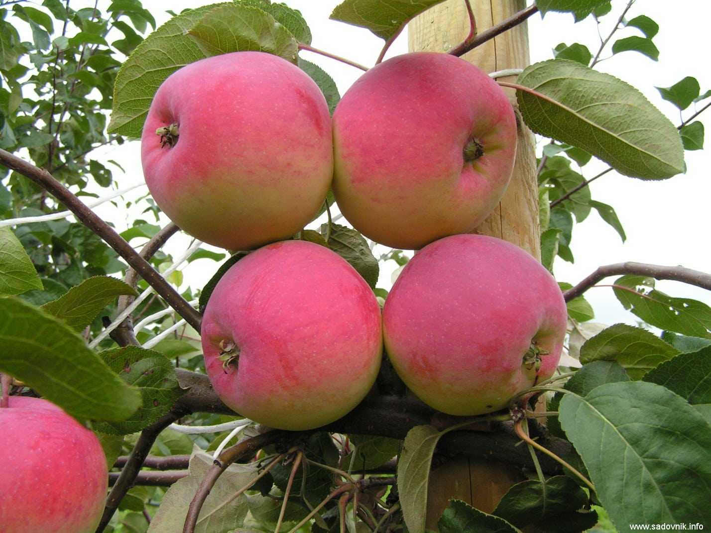 Особенности посадки и ухода за яблоней услада
