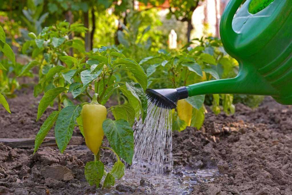 Как часто поливать овощные культуры в парнике из поликарбоната? - общая информация - 2020